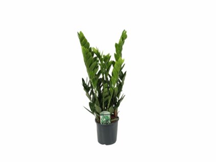 zamioculcas(1)