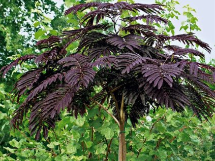 Albízia Summer Chocolate 50-80 cm, kont. 4 l