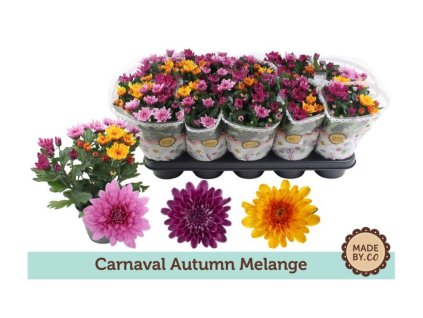 Jesenné kvety Chryzantéma Mount Aubisque carnaval(3)