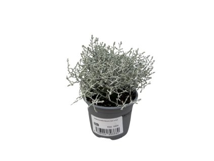 Strieborny drotik(1)