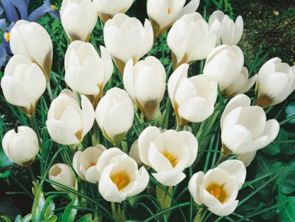 Cibuľoviny Krokus botanický Ard Schenk 15 ks(1)