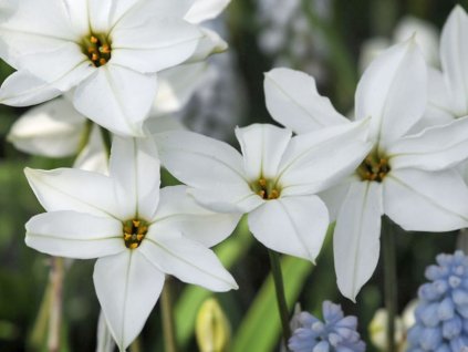 Cibuľoviny Ipheion uniflorum Alberto Castillo 15 ks