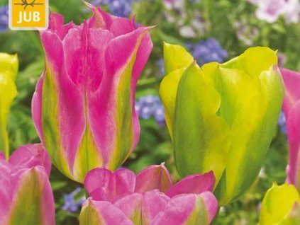 Cibuľoviny Tulipán Strawberry Lemonade 12 ks