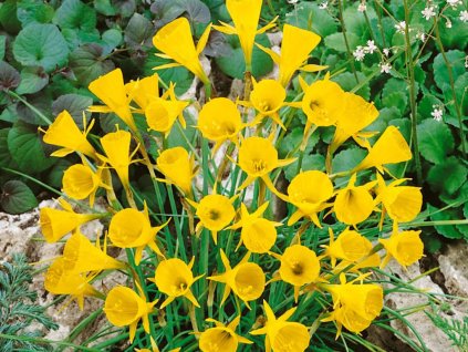 Cibuľoviny Narcis Golden Bells 5 ks