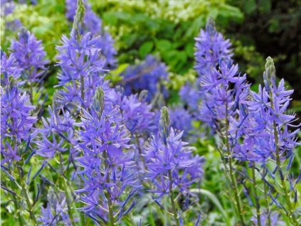 Cibuľoviny Ladoník modrý Camassia leichtlinii caerulea 2 ks