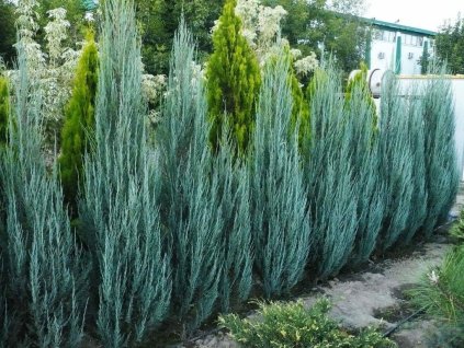 Okrasné dreviny Borievka skalná Blue Arrow 30 40 cm(1)
