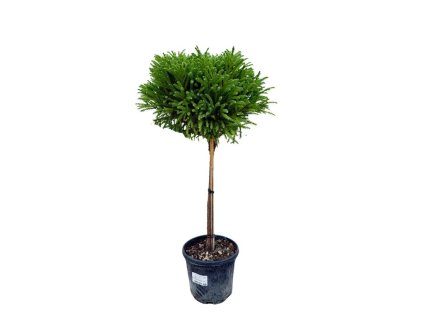 Dreviny na kmienku Kryptoméria japonská Globosa Nana na 40 50 cm kmienku(1)