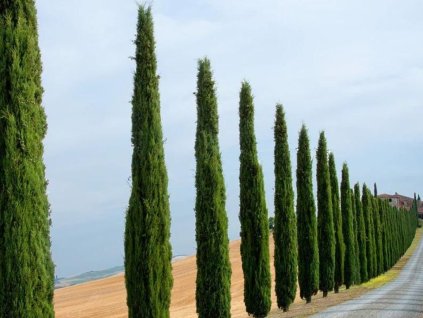 Okrasné stromy Cyprus vždyzelený TOTEM 60 80 cm(1)