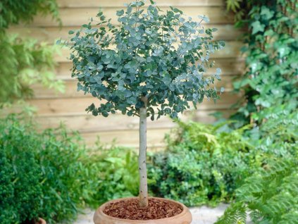 Dreviny na kmienku Eukalyptus gunnii na kmienku, výška 70 90 cm(1)