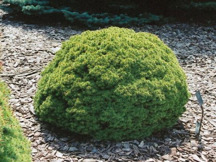 Smrek biely Alberta Globe(1)