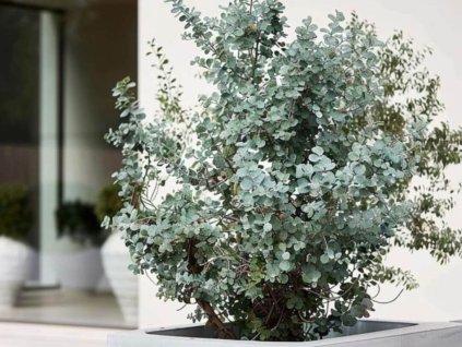 Okrasné stromy Eukalyptus gunnii Silverana 140 160 cm(1)