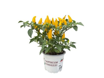 Jesenné kvety Okrasná paprika Sombrero žltá(1)