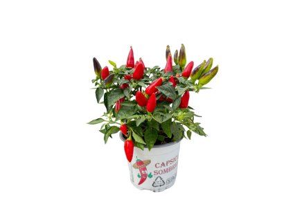 Jesenné kvety Okrasná paprika Sombrero červená(1)