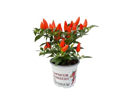 Jesenné kvety Okrasná paprika Sombrero oranžová(1)