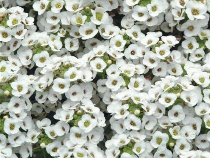 Dizajn bez názvu(249)