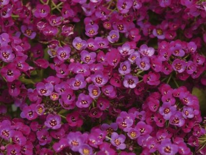 Dizajn bez názvu(243)