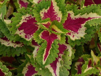 Dizajn bez názvu(231)