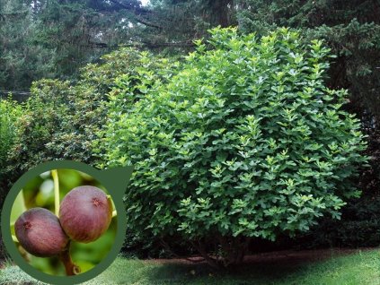 drobné ovocie ducplant(114)