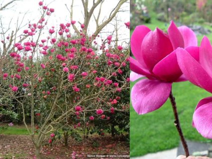 Magnólia hybridná ‘Cleopatra’