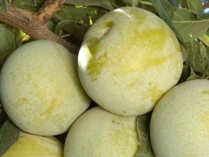 Slivkomarhuľa Flavor Queen