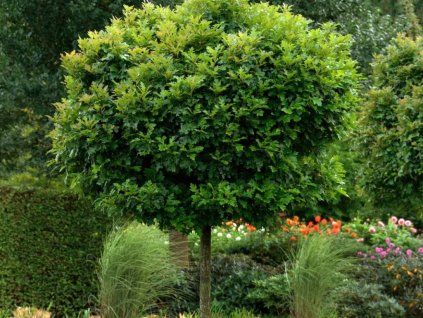 Dreviny na kmienku Dub močiarny Green Dwarf na 200 220cm kmeni, v. 240 280cm, obv. kmeňa 6 8cm(1)