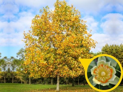 Ľaliovník tulipánokvetý 110-170 - Liriodendron tulipifera kont. 5 l