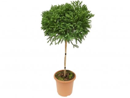 Dreviny na kmienku Kryptoméria japonská Globosa Nana na cca 90cm kmienku(1)
