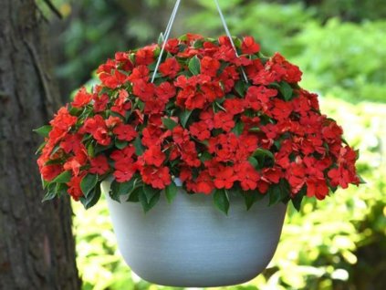 Dizajn bez názvu(150)