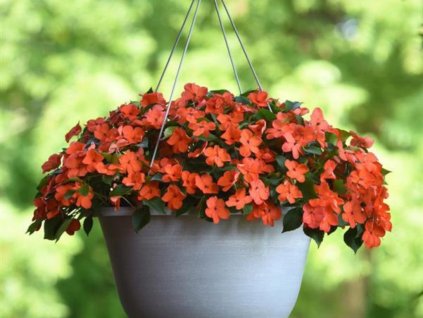 Dizajn bez názvu(155)