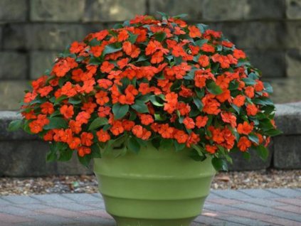 Dizajn bez názvu(160)