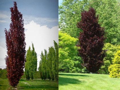 Okrasné stromy Buk lesný Dawyck Purple 170 200 cm(1)