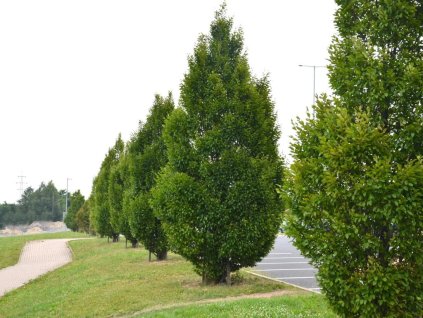 Okrasné stromy Hrab obyčajný Fastigiata 200 250 cm(1)