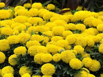 Dizajn bez názvu(220)