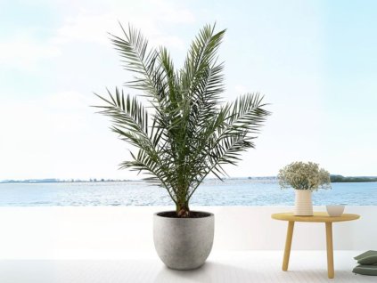 Ďatľovník kanársky 50-60 cm