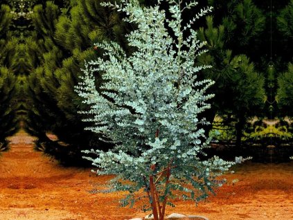 Okrasné stromy Eukalyptus Gunnii 40 60 cm(1)