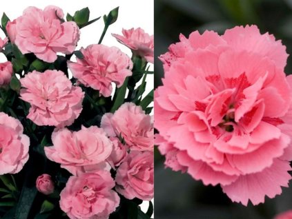 Letničky a balkónové kvety Klinček Oscar Pink (1)
