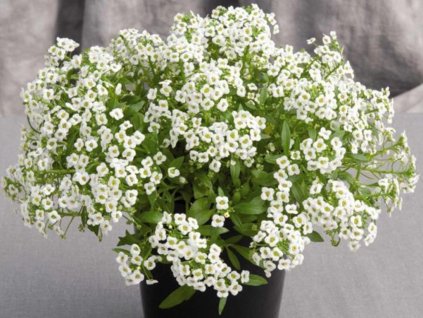 Dizajn bez názvu(242)