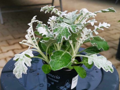 Starček prímorský Silver Dust, kont. 0,3 l