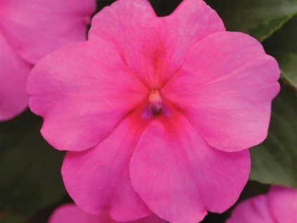 Dizajn bez názvu(171)