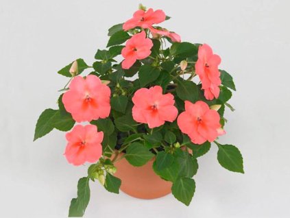 Dizajn bez názvu(172)