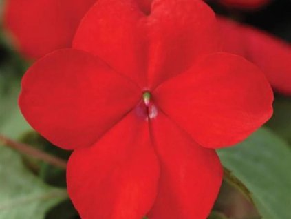 Dizajn bez názvu(170)