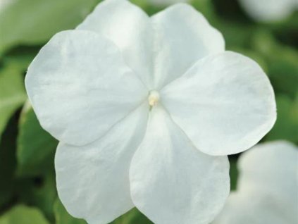 Dizajn bez názvu(173)