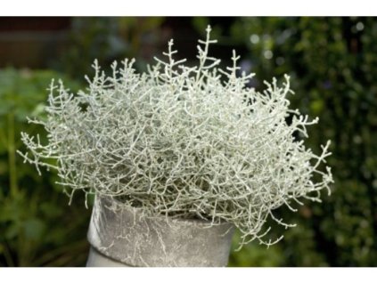 Letničky Strieborný drôtik Silver Dollar(2)