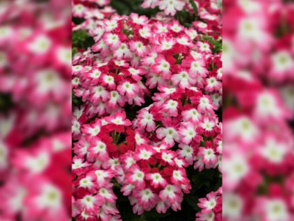 Dizajn bez názvu(211)