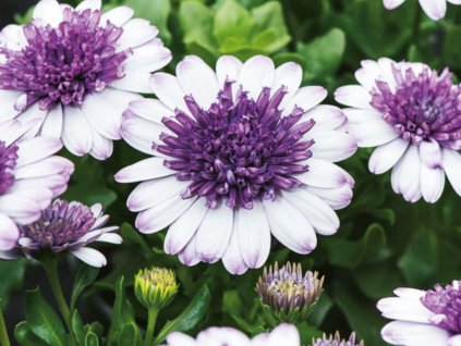 Dizajn bez názvu(177)