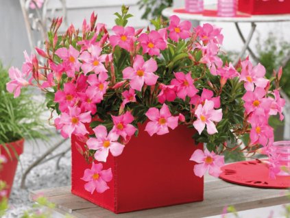 Dizajn bez názvu(139)