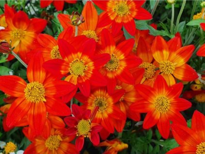 Dizajn bez názvu(222)