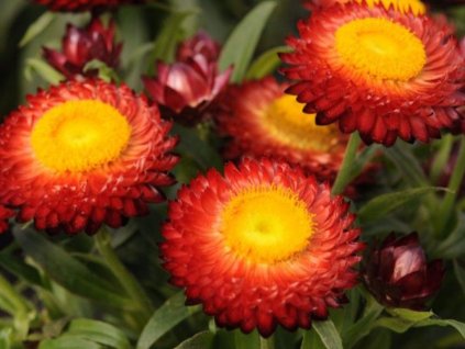 Dizajn bez názvu(227)