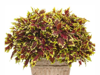 Letničky a balkónové kvety Coleus 'ColorBlaze® Royale Apple Brandy'