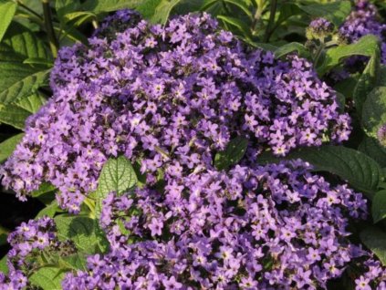 Dizajn bez názvu(259)